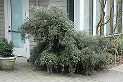 Purple King Mountain Plum Pine (Podocarpus lawrencei 'Purple King') at Lakeshore Garden Centres