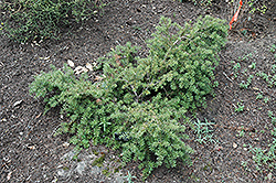 Weeping Totara (Podocarpus totara 'Pendulus') at Lakeshore Garden Centres