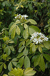Sundance Mexican Mock Orange (Choisya ternata 'Sundance') at Lakeshore Garden Centres