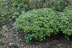 Dwarf Female Japanese Skimmia (Skimmia japonica 'Dwarf Female') at Lakeshore Garden Centres