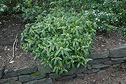 Kew Green Skimmia (Skimmia x confusa 'Kew Green') at Lakeshore Garden Centres