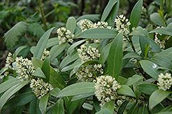 Kew Green Skimmia (Skimmia x confusa 'Kew Green') at Lakeshore Garden Centres