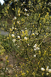 Japanese Bitter Orange (Poncirus trifoliata) at Lakeshore Garden Centres