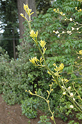 Japanese Bitter Orange (Poncirus trifoliata) at Lakeshore Garden Centres