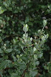 James Roof Silk Tassel Bush (Garrya elliptica 'James Roof') at Lakeshore Garden Centres