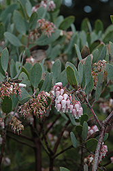 Hoary Manzanita (Arctostaphylos canescens) at Lakeshore Garden Centres