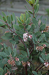 Eve Case Coffeeberry (Rhamnus californica 'Eve Case') at Lakeshore Garden Centres