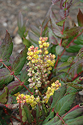 Oregon Grape Holly (Mahonia nervosa) at Lakeshore Garden Centres