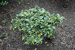 Rock Garden Holly (Ilex 'Rock Garden') at Lakeshore Garden Centres