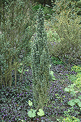 Sky Sentry Japanese Holly (Ilex crenata 'Sky Sentry') at Lakeshore Garden Centres