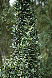 Sky Sentry Japanese Holly (Ilex crenata 'Sky Sentry') at Lakeshore Garden Centres