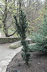 Nakada Dwarf Japanese Holly (Ilex crenata 'Nakada') at Lakeshore Garden Centres