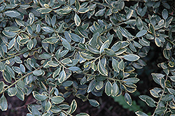 Midas Touch Dwarf Japanese Holly (Ilex crenata 'Midas Touch') at Lakeshore Garden Centres
