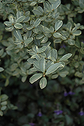 Snowflake Japanese Holly (Ilex crenata 'Snowflake') at Lakeshore Garden Centres