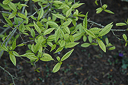 Japanese Winterberry (Ilex serrata) at Lakeshore Garden Centres