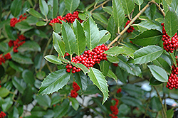 Chestnut Leaf Holly (Ilex 'Koehneana') at Lakeshore Garden Centres