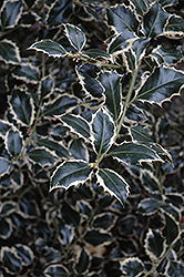 Oregon Select Variegated Holly (Ilex aquifolium 'Oregon Select Variegated') at Lakeshore Garden Centres