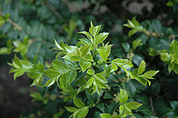 Perny Holly (Ilex pernyi) at Lakeshore Garden Centres