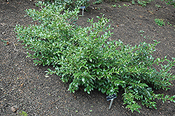 Colchica Holly (Ilex colchica) at Lakeshore Garden Centres