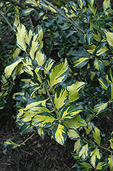 William Cowgill Holly (Ilex 'William Cowgill') at Lakeshore Garden Centres