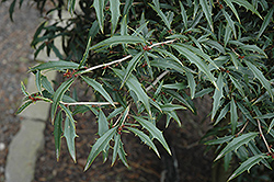William Hawkins American Holly (Ilex opaca 'William Hawkins') at Lakeshore Garden Centres