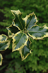 Golden King Holly (Ilex x altaclerensis 'Golden King') at Lakeshore Garden Centres