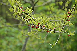 Possum Haw (Ilex decidua) at Lakeshore Garden Centres