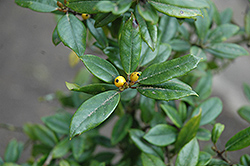 Alagold Holly (Ilex x attenuata 'Alagold') at Lakeshore Garden Centres