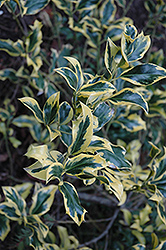 Betty Brite English Holly (Ilex aquifolium 'Betty Brite') at Lakeshore Garden Centres