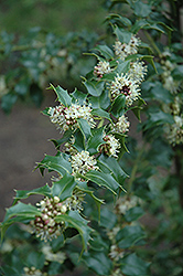 Veitch's Perny Holly (Ilex pernyi 'var. veitchii') at Lakeshore Garden Centres