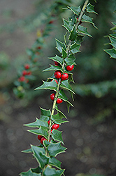 Perny Holly (Ilex pernyi) at Lakeshore Garden Centres