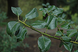 Hodgins Holly (Ilex x altaclerensis 'Hodginsii') at Lakeshore Garden Centres