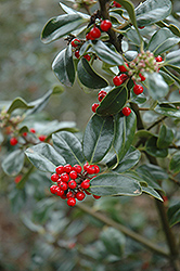 Scotica English Holly (Ilex aquifolium 'Scotica') at Lakeshore Garden Centres
