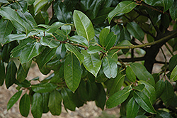 Belgica Aurea Holly (Ilex x altaclerensis 'Belgica Aurea') at Lakeshore Garden Centres