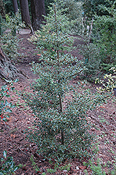 Hastata English Holly (Ilex aquifolium 'Hastata') at Lakeshore Garden Centres