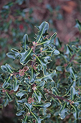 Hastata English Holly (Ilex aquifolium 'Hastata') at Lakeshore Garden Centres