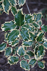 Wil-Chris Holly (Ilex aquifolium 'Wil-Chris') at Lakeshore Garden Centres