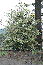 Wil-Chris Holly (Ilex aquifolium 'Wil-Chris') at Lakeshore Garden Centres
