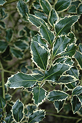 Dr. Davis Holly (Ilex aquifolium 'Dr. Davis') at Lakeshore Garden Centres
