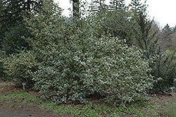 Dr. Davis Holly (Ilex aquifolium 'Dr. Davis') at Lakeshore Garden Centres