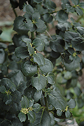 Malcolm S. Whipple English Holly (Ilex aquifolium 'Malcolm S. Whipple') at Lakeshore Garden Centres