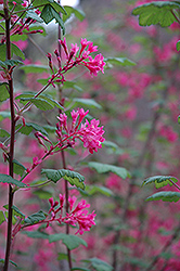 Claremont Winter Currant (Ribes sanguineum 'Claremont') at Lakeshore Garden Centres