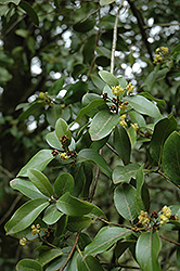 California Bay Laurel (Umbellularia californica) at Lakeshore Garden Centres