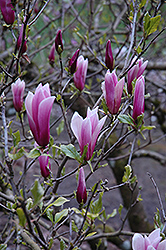 Nigra Lily Magnolia (Magnolia liliiflora 'Nigra') at Lakeshore Garden Centres