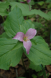 Western Trillium (Trillium ovatum) at Lakeshore Garden Centres