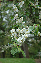 Mayday (Prunus padus) at Golden Acre Home & Garden
