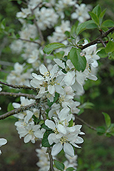 Niedzwetzkyana Flowering Crab (Malus pumila 'Niedzwetzkyana') at Lakeshore Garden Centres