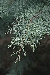 Baker's Cypress (Cupressus bakeri) at Lakeshore Garden Centres