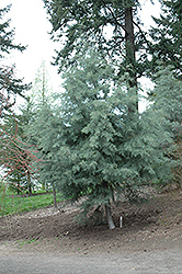 Baker's Cypress (Cupressus bakeri) at Lakeshore Garden Centres