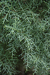 San Pedro Martir Cypress (Cupressus arizonica 'var. montana') at Lakeshore Garden Centres